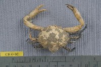 藏品(泡型長螯蟹)的圖片